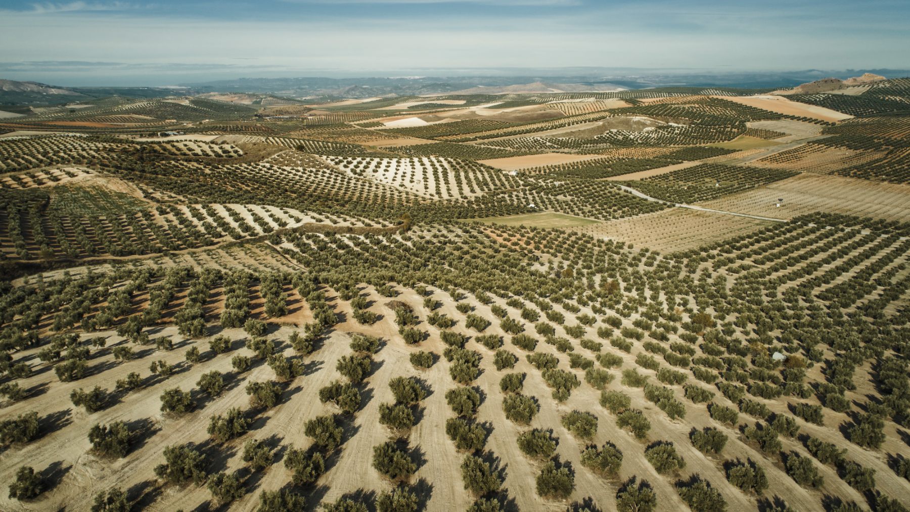 Foto aérea de olivares en Jaén