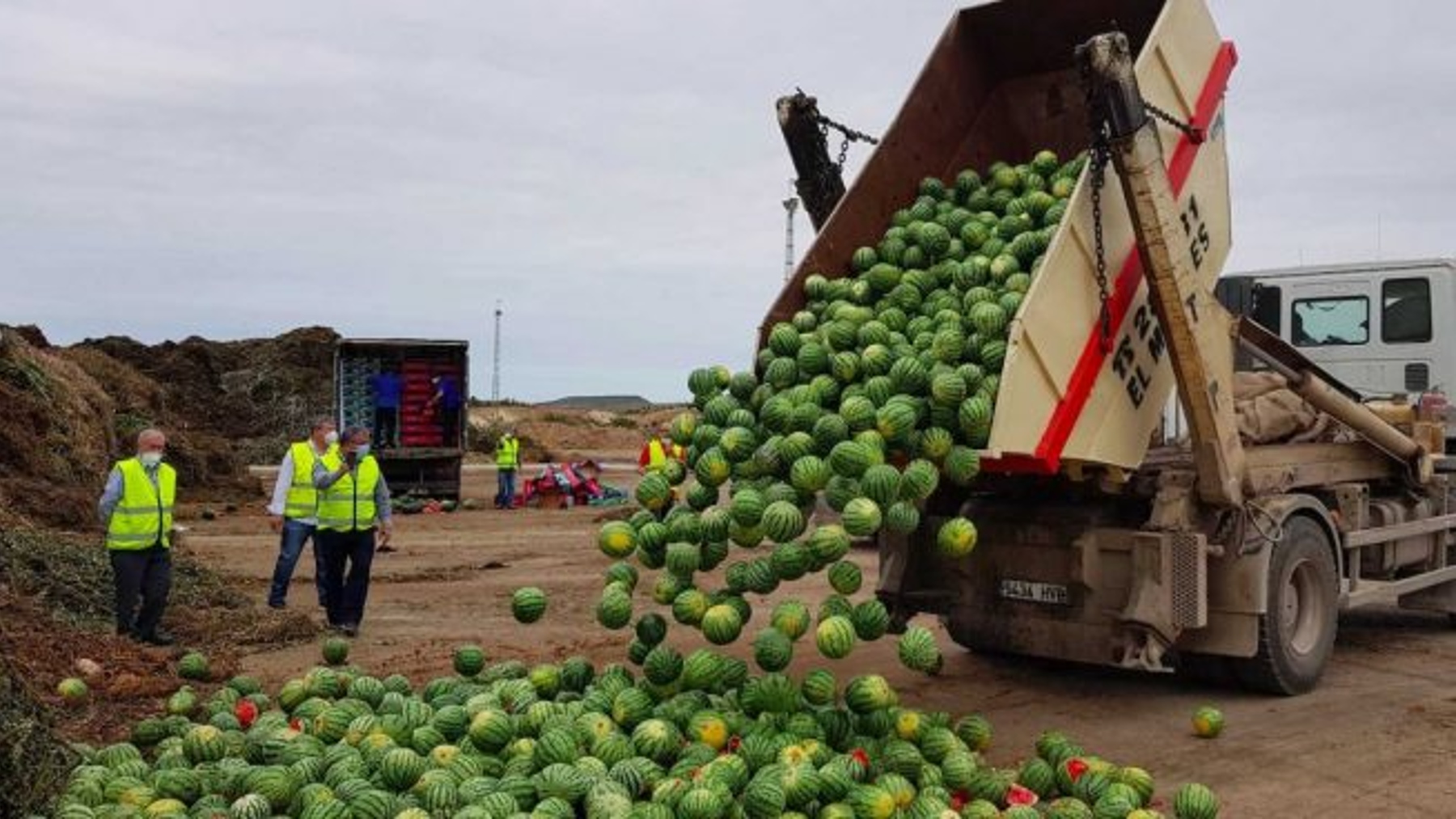 Productores agrícolas de Almería tiran toneladas de sandía en protesta por los bajos precios (Coexphal).