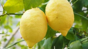 Cómo ganar dinero con las cáscaras del limón: el truco que no conocías