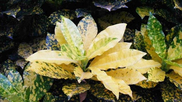 Los pasos para cuidar la planta Codiaeum variegatum