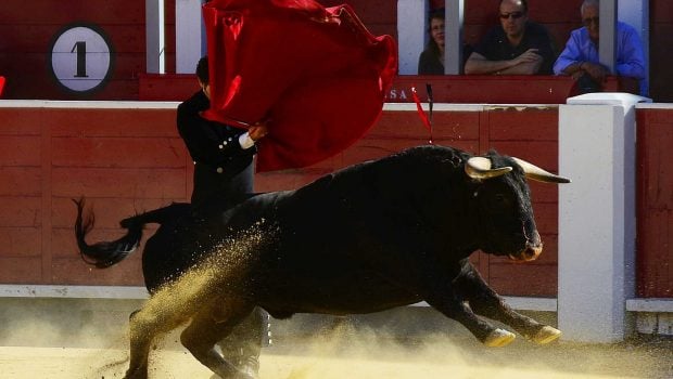 Los toros