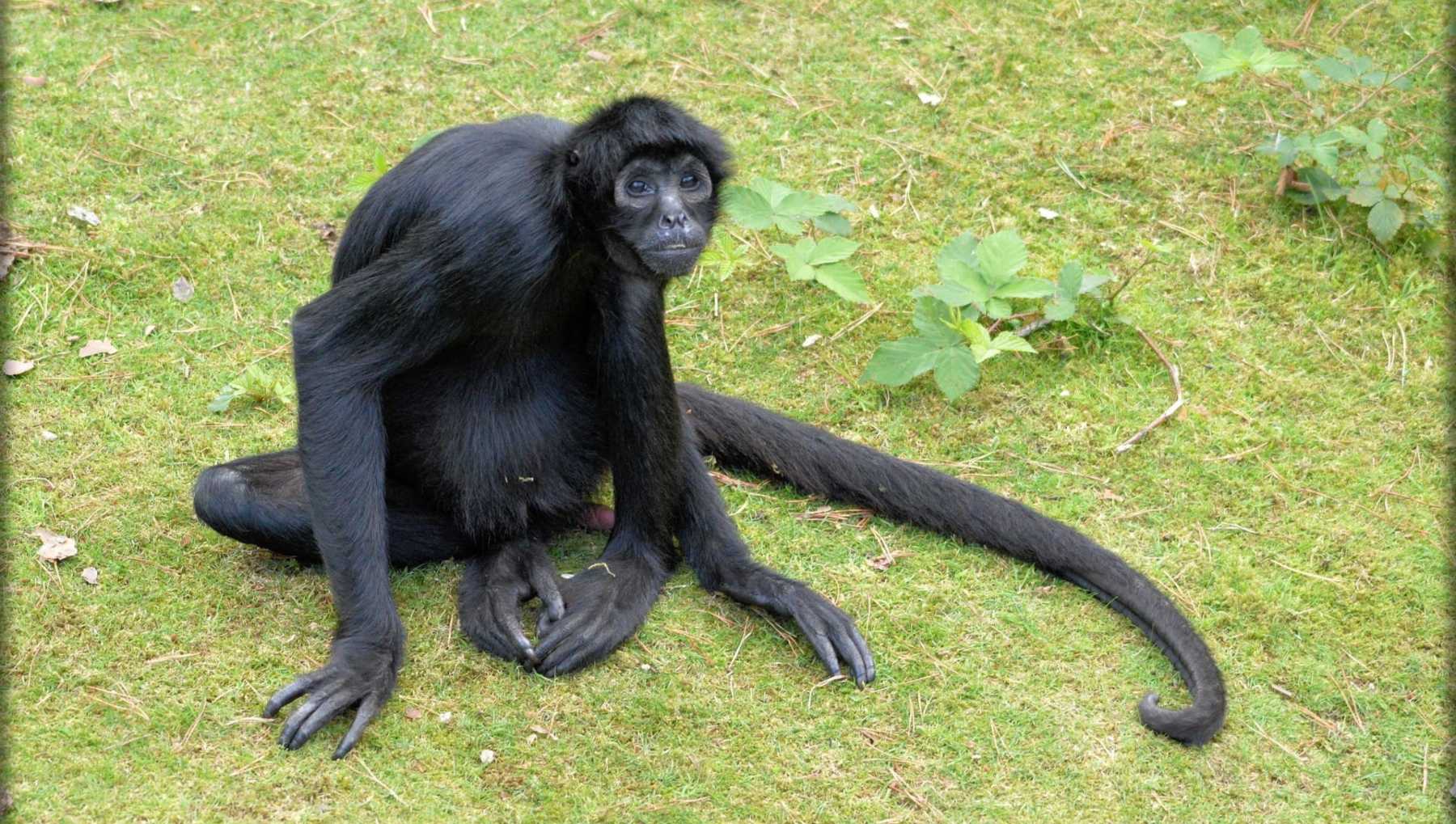 El ser humano desde sus orígenes no tiene cola.