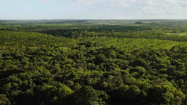 Bosque Atlántico