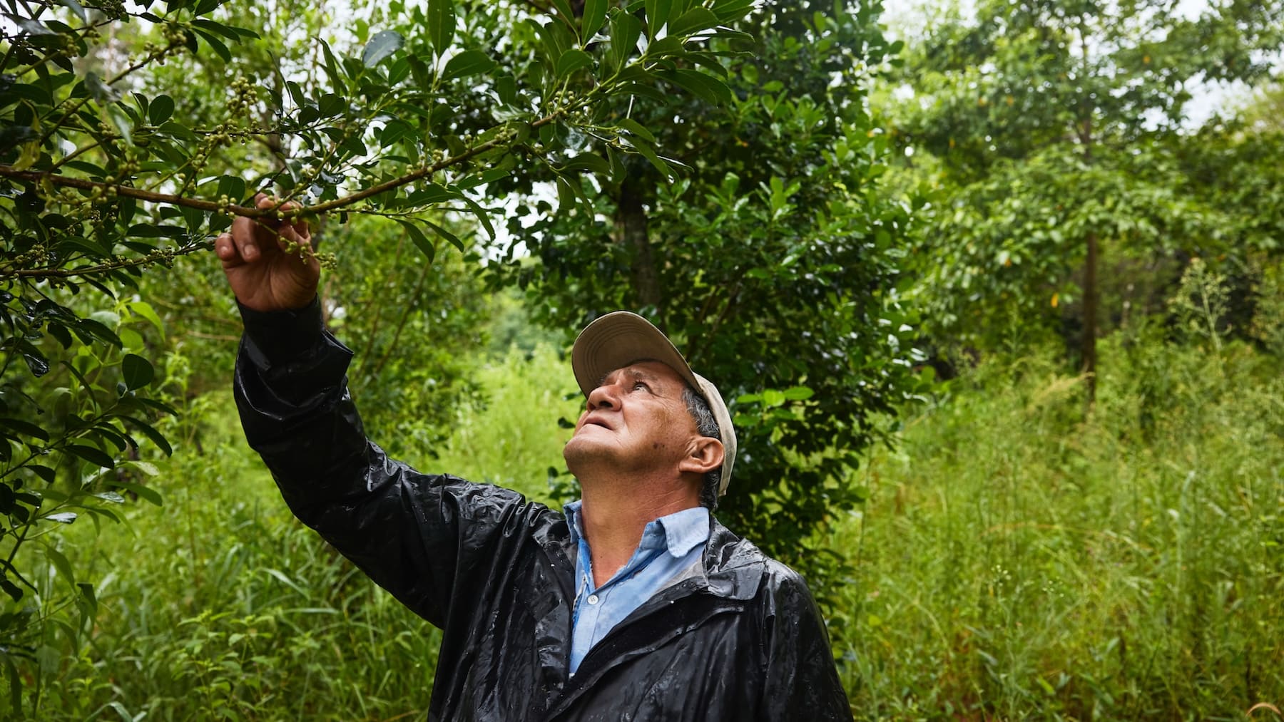 El compromiso de Apple con la reforestación del Bosque Atlántico