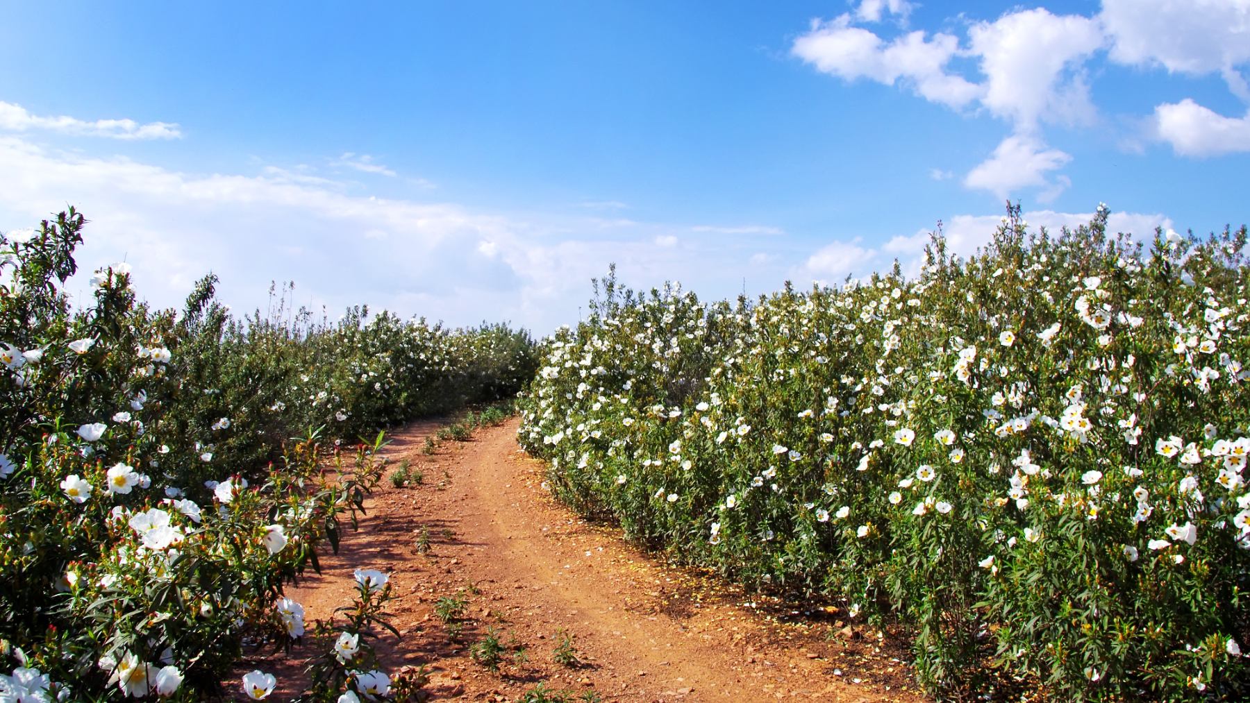 El ládano, su aceite esencial, los hidrolatos y la biomasa resultante son de alto valor añadido y utilizados en perfumería, cosmética, farmacéutica y producción animal