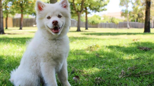 Un estudio revela cuánto tarda tu perro en olvidarte