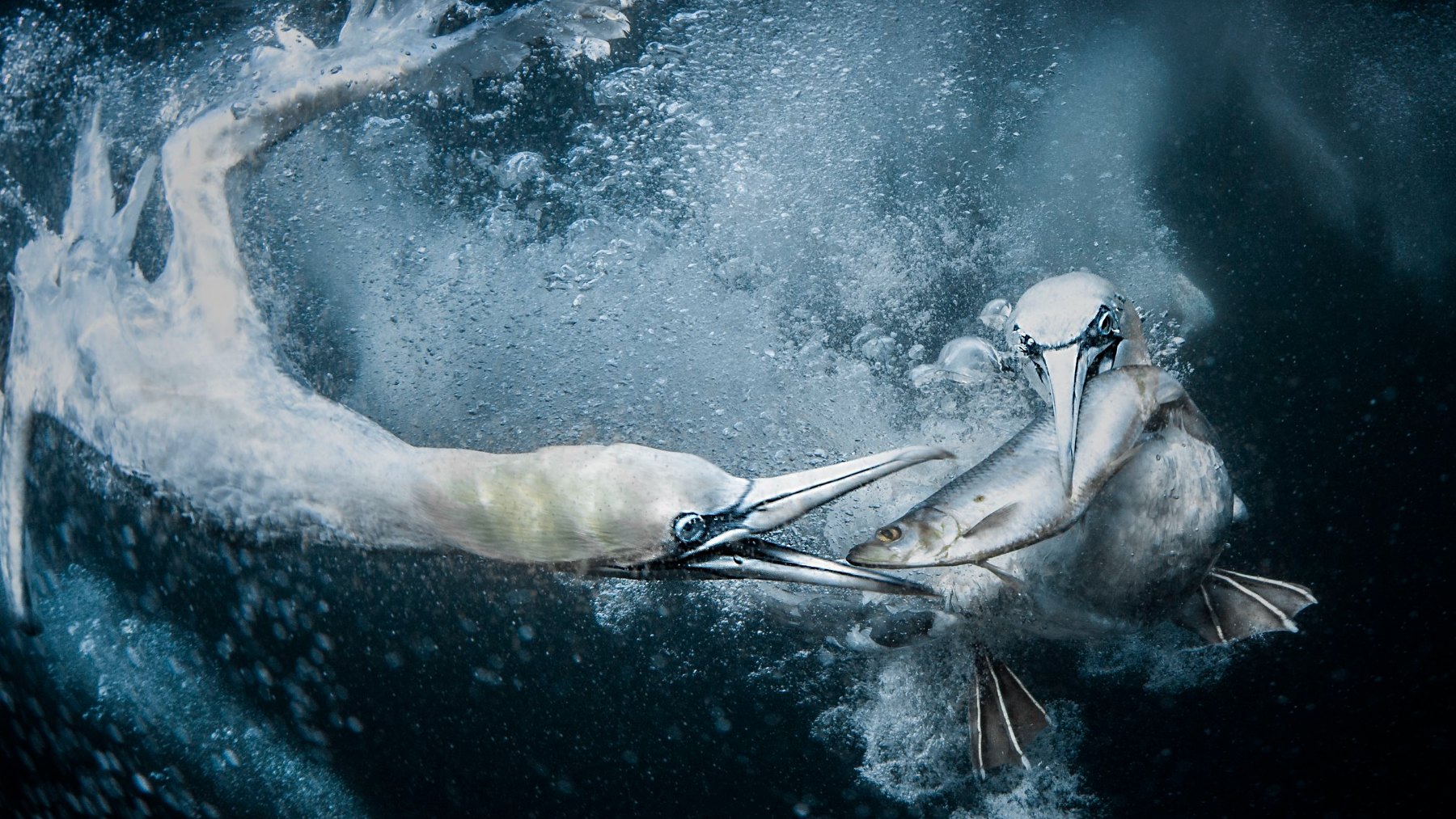 La imagen de Tracey Lund, Alcatraces submarinos, le ha valido ser reconocida como la mejor fotógrafa mundial de naturaleza 2024 (Foto: Tracey Lund / WNPA)