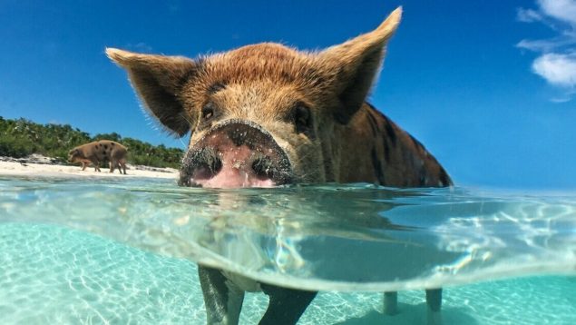 Existe una exótica playa en el mundo en la que bañarás con cerdos