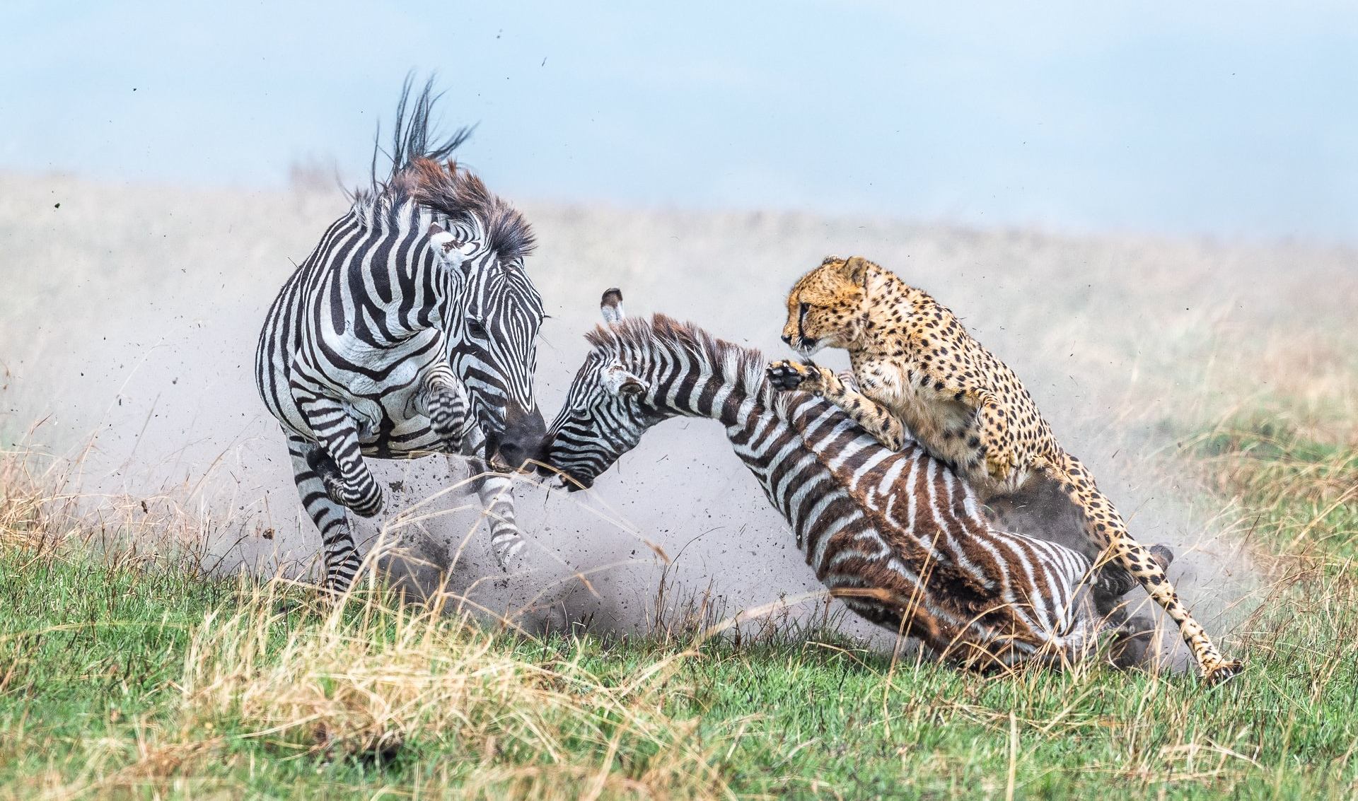 Descubre las mejores fotografías de naturaleza y vida animal del planeta