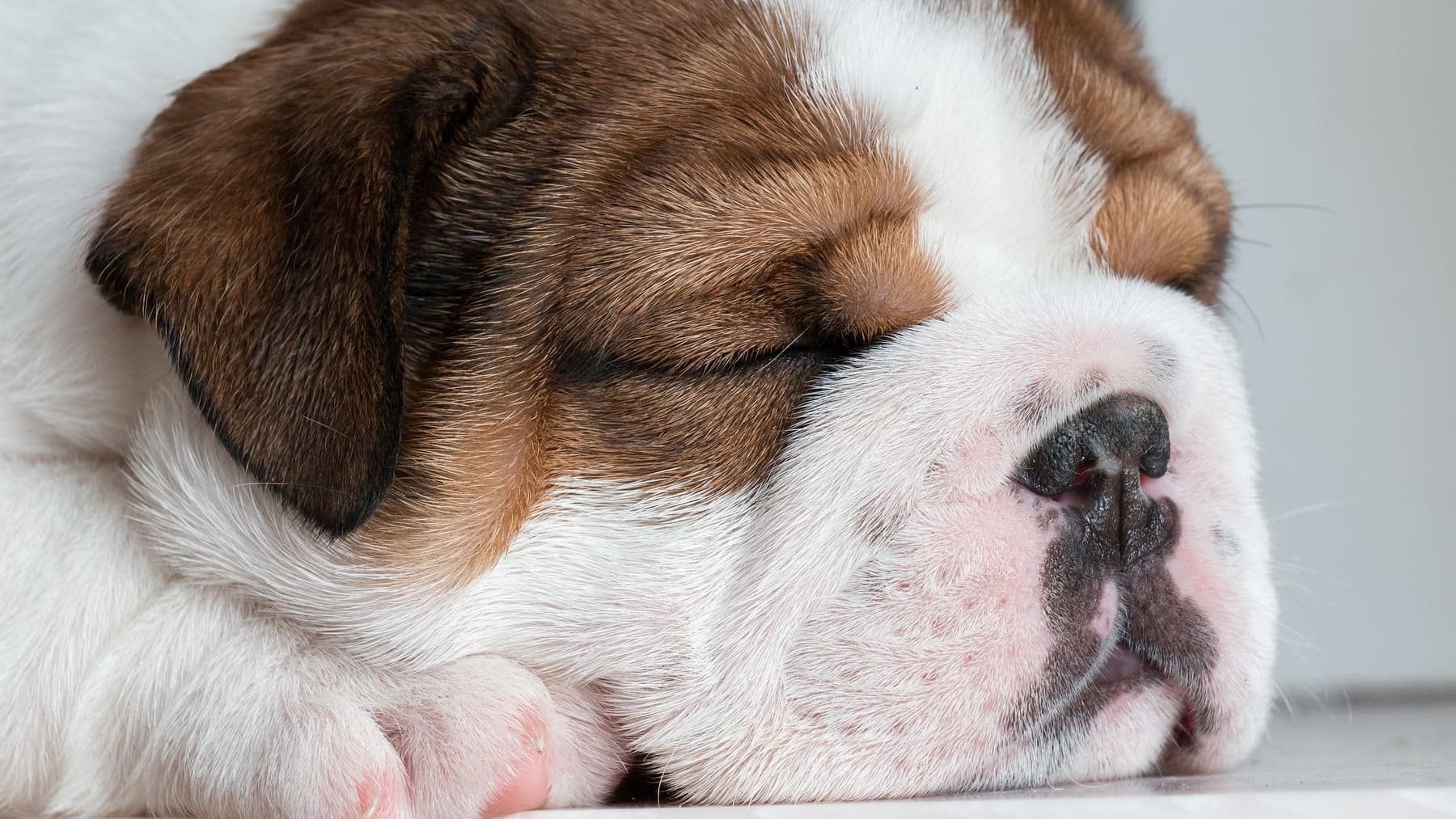 ¿Es mejor dormir con tu mascota o con tu pareja? La ciencia la lía con su última revelación