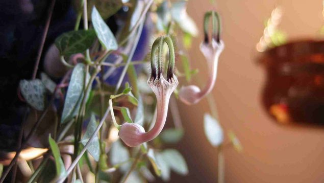 Planta ceropegia woodii: así la debes cuidar para que te dure más