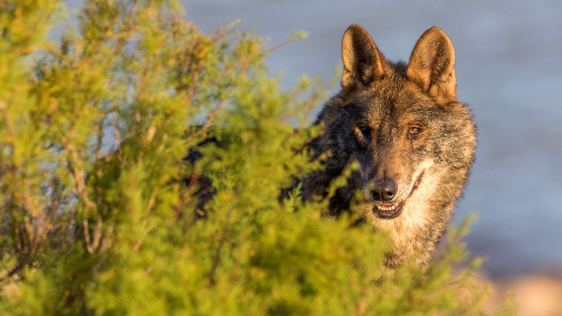 El lobo ibérico ya está asentado en la Comunidad de Madrid con cinco manadas estables