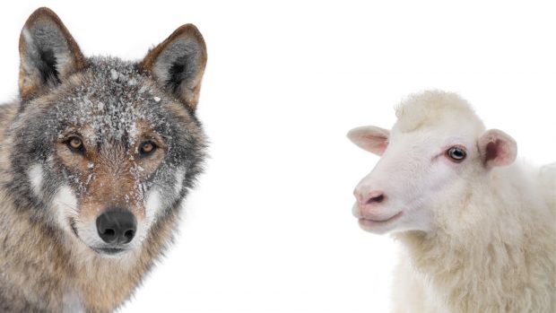 Lobo y oveja