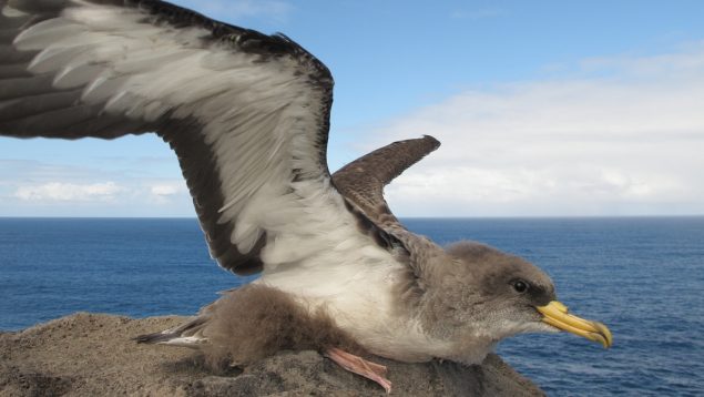 Aves plásticos