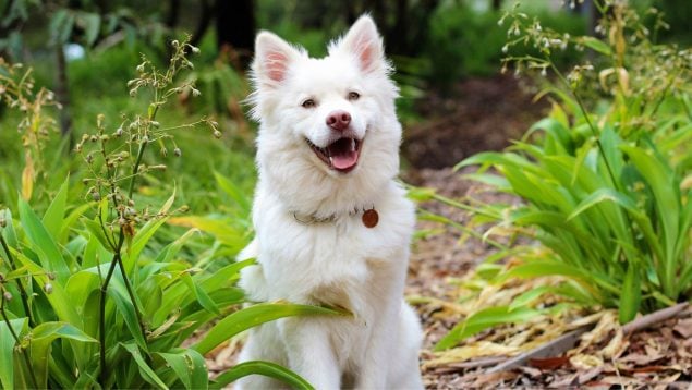 Esto es lo que cuesta mantener a un perro en España: no te lo vas a creer