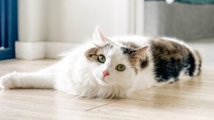 Gato.