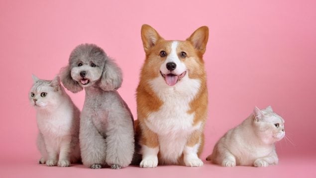 ¿Cuál es el perro más pequeño del mundo?