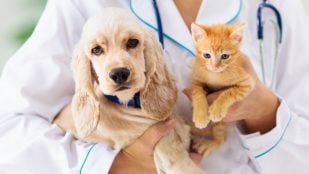 Síntomas de la alergia primaveral en perros y gatos