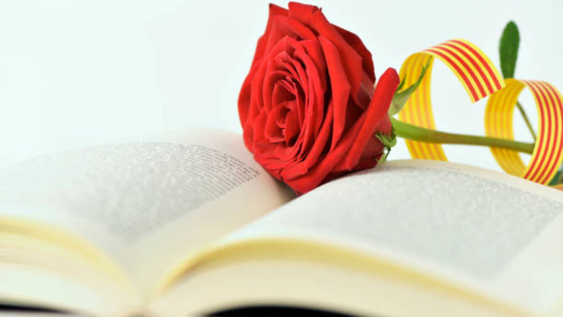La rosa de Sant Jordi y libro.