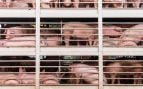 Transporte de cerdos, china, ue, porcino sector, carne de cerdo, ley animalista, transportistas, cerdos, peste