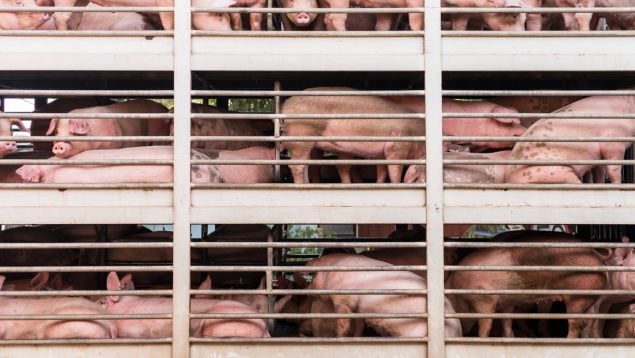 Transporte de cerdos, china, ue, porcino sector