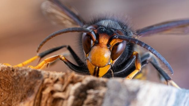 Avispa asiática Aragón