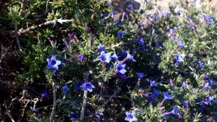 Cómo debes cuidar la carrasquilla azul: la planta más hermosa
