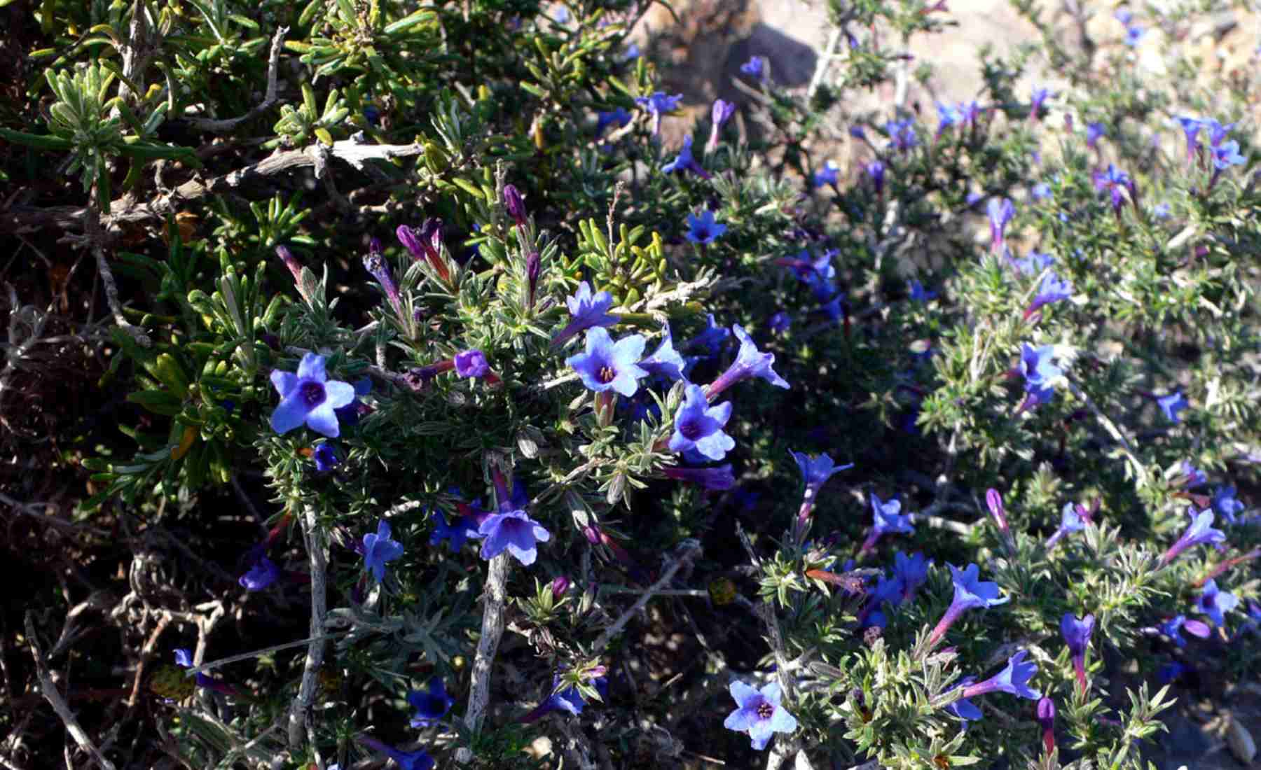 carrasquilla azul