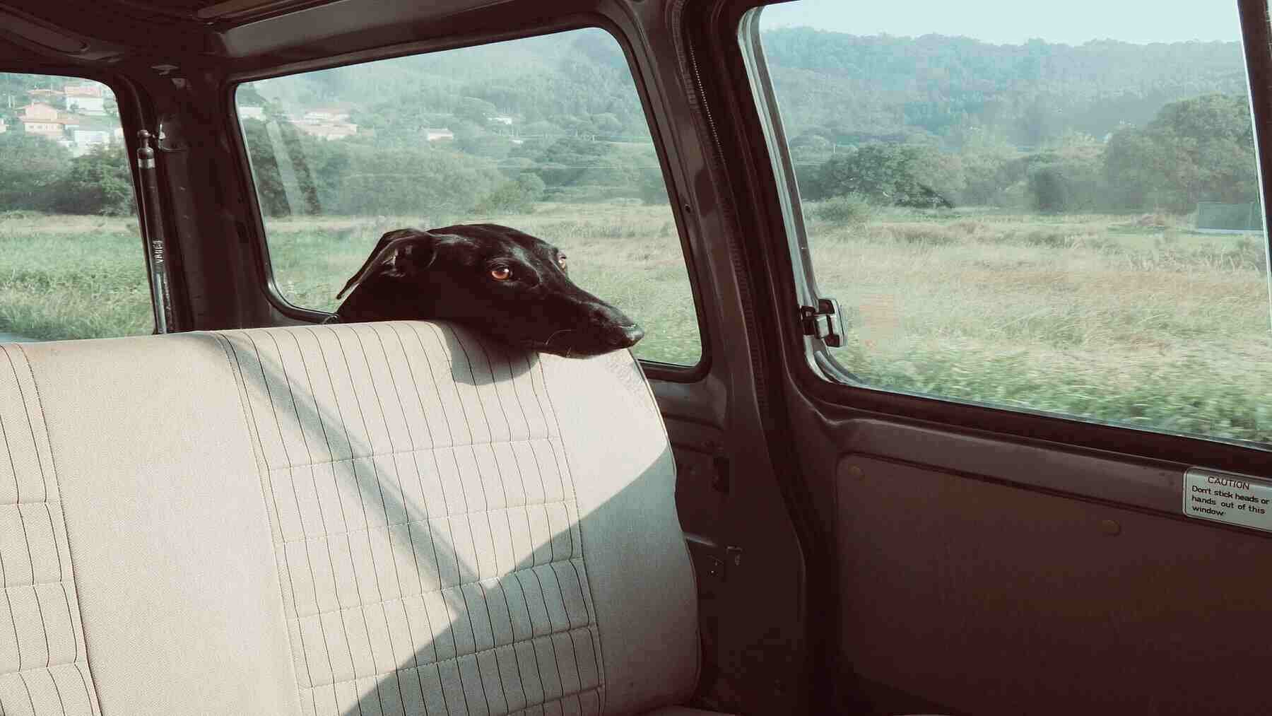 Mascota en el interior de un vehículo.