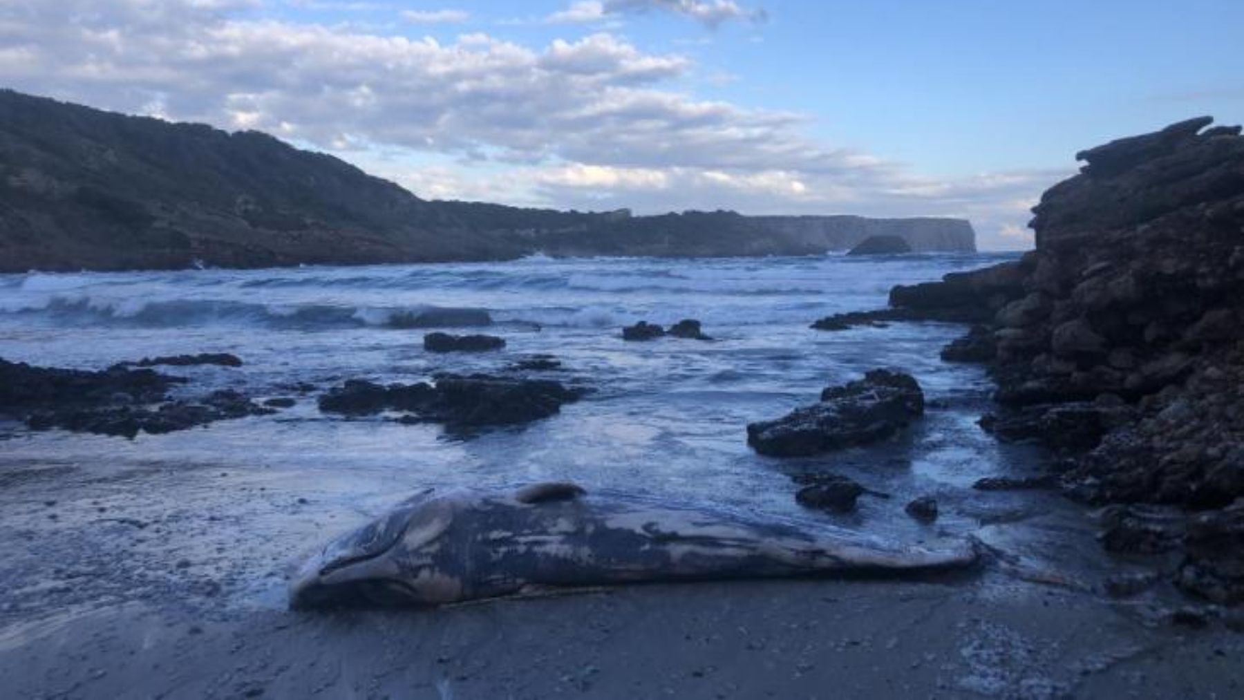 Cría de cachalote muerta en la playa La Vall de Menorca.