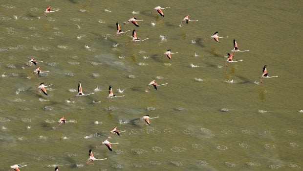 Doñana lluvias