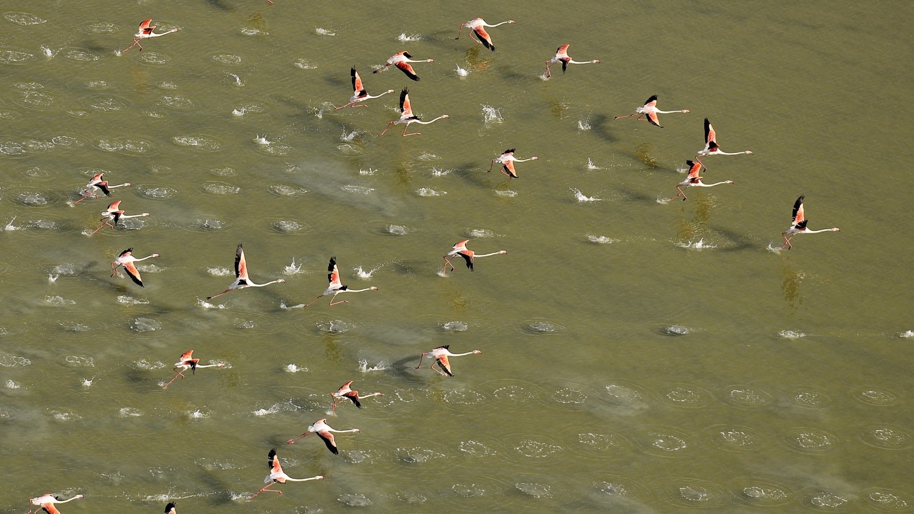 Aves en Doñana (Foto SEO/BirdLife)