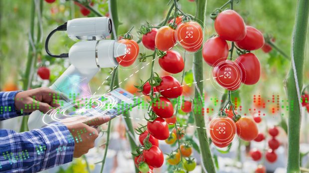 Inteligencia artificial agricultura tomates