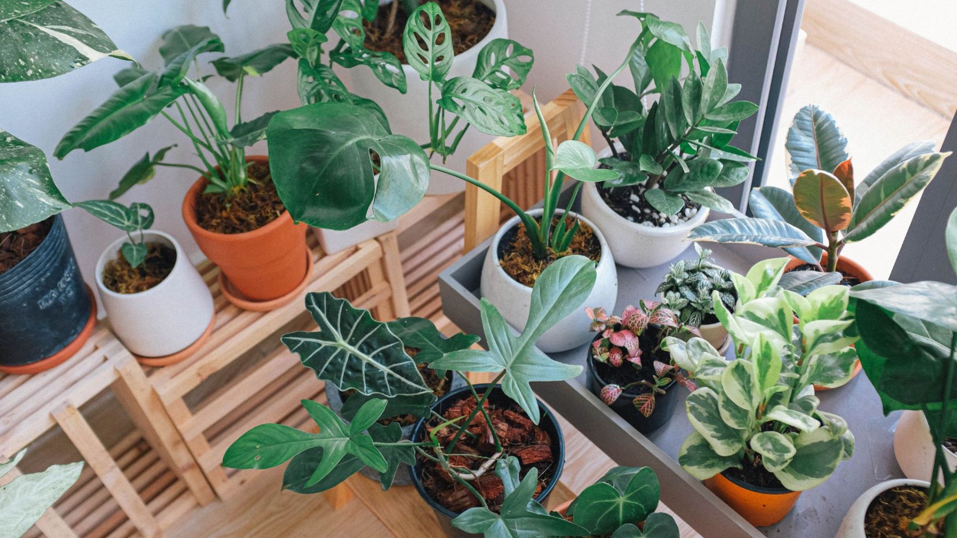 Plantas de interior.