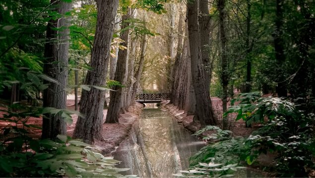 Ni Asturias ni Galicia: están en Madrid y son los 5 mejores bosques para visitar esta primavera