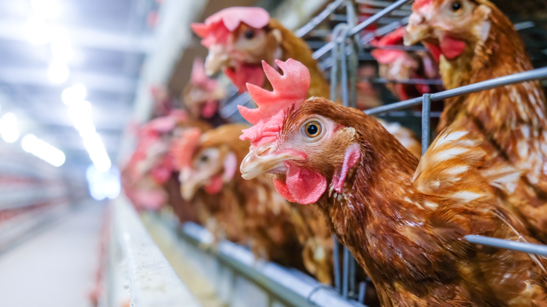 En España, el número de gallinas enjauladas ha descendido hasta los 32 millones de animales