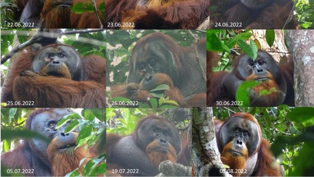 orangután Rakus
