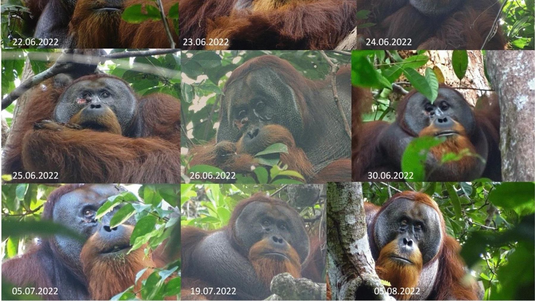 El orangután Rakus cicatriza sus heridas. (Foto: Nature)