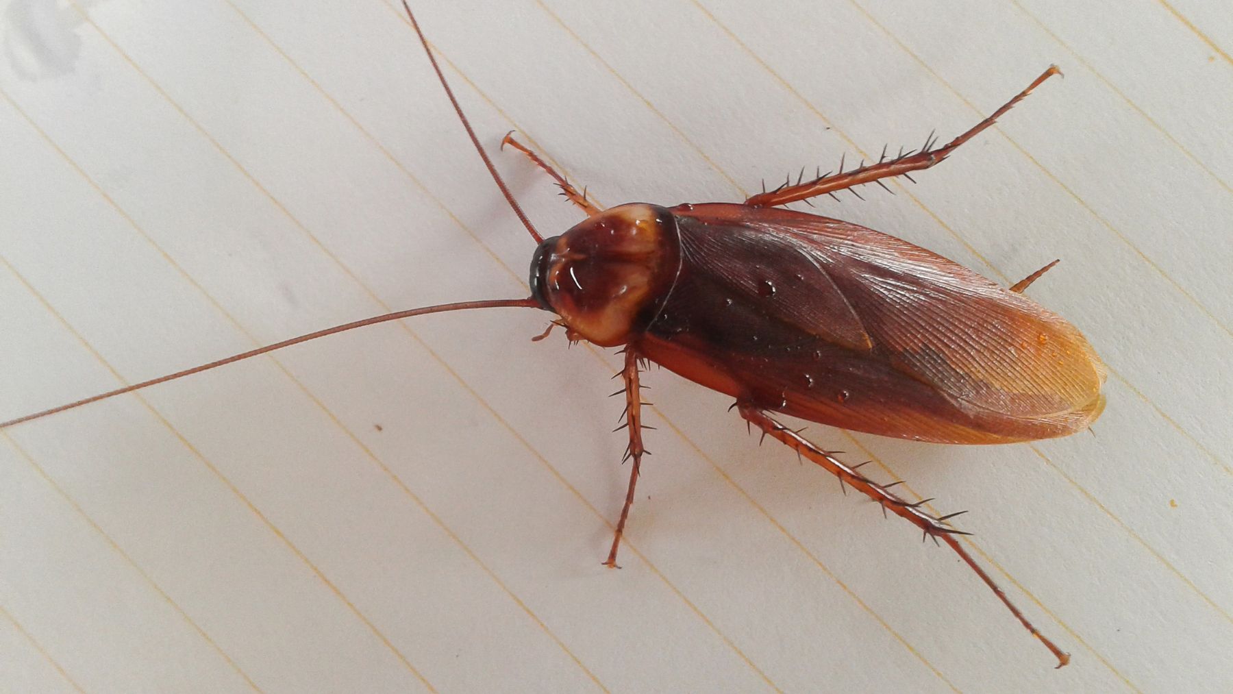 Cucaracha.