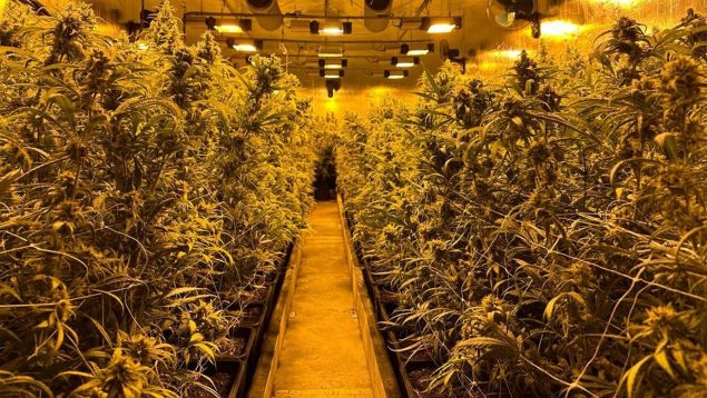 Cultivo indoor de marihuana en una nave industrial. (Foto: CNP).