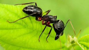 Olvídate de las hormigas en casa: los trucos más sencillos que acaban de golpe con el problema