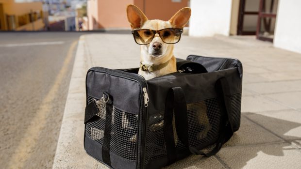 Perro equipaje mascota aeropuerto