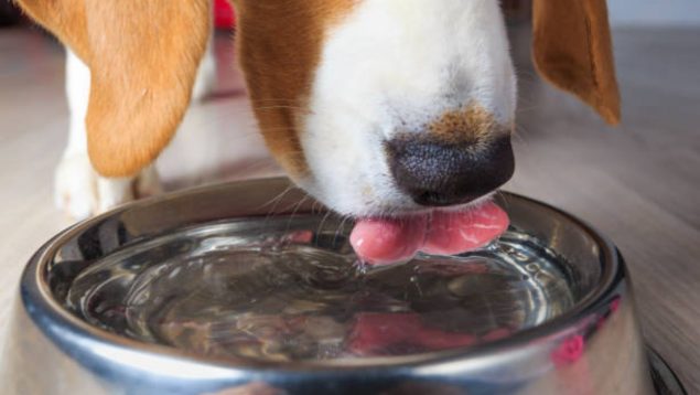 mascota agua