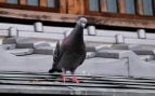 Ni malla ni pinchos: el truco casero para ahuyentar las palomas de tu terraza o balcón y es infalible