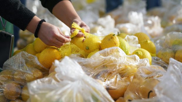Agricultores regalan limones