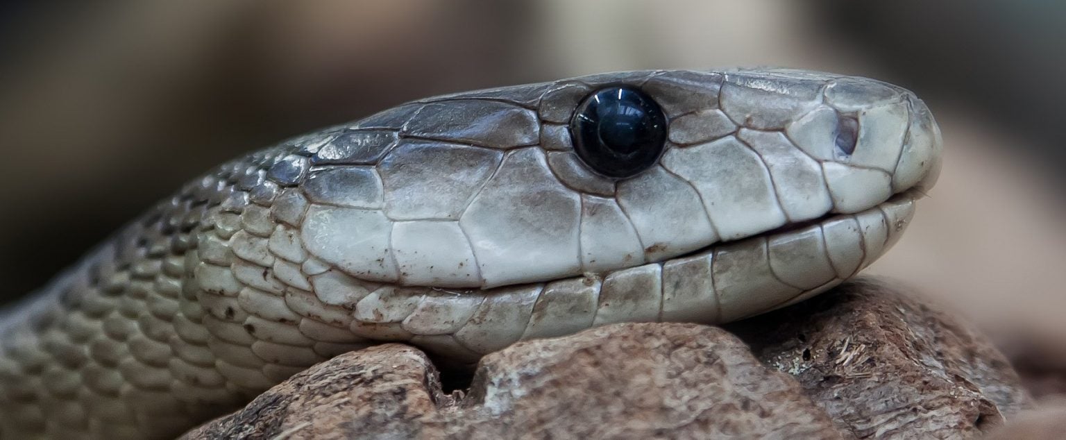 Un solo mordisco: la serpiente cuyo veneno mata a casi el 100% de personas