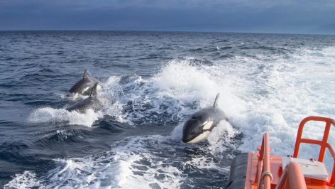 Un grupo de orcas persigue a una embarcación de Salvamento Marítimo. (Foto: Sasemar).