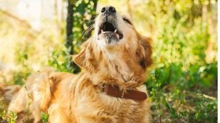 Un estudio averigua por qué aúllan los perros