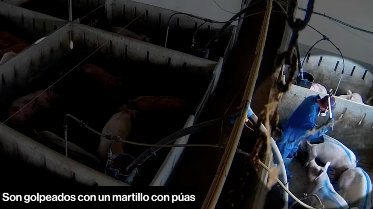 Una de las imágenes del vídeo del Observatorio de Bienestar Animal en el que se ve cómo uno de los empleados golpea con un martillo a uno de los cerdos