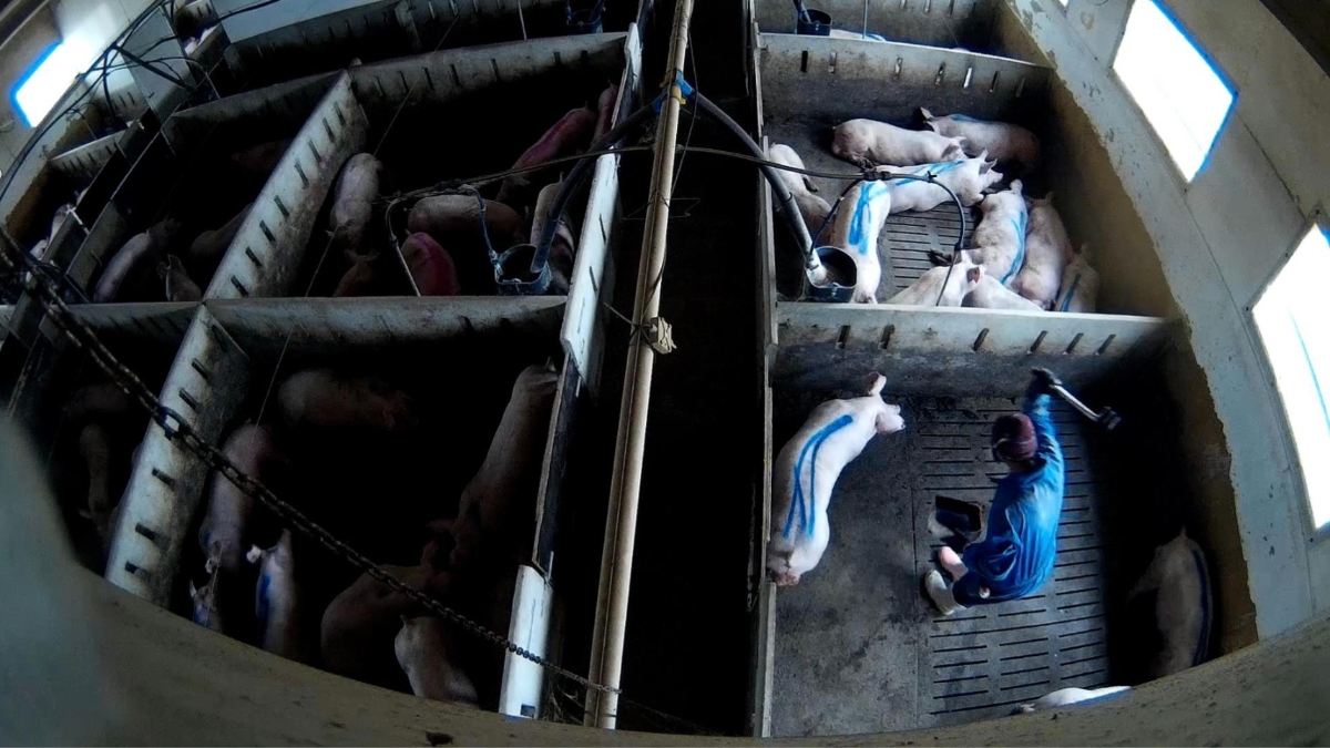 Imagen del vídeo en la que se ve a un operario golpeando a  uncerdo con herramienta punzante en la granja de Arauzo de Torre, Burgos (Foto: Observatorio de Bienestar Animal)